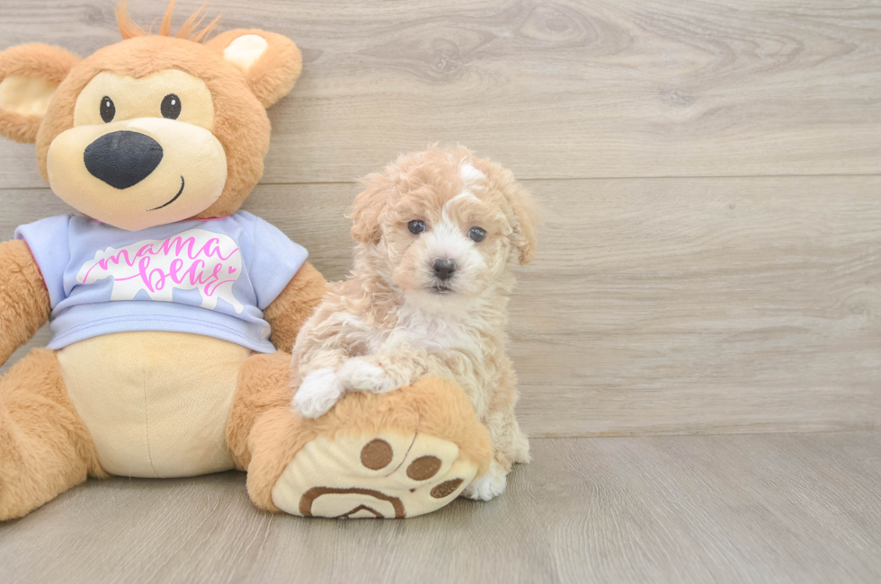 6 week old Poochon Puppy For Sale - Simply Southern Pups