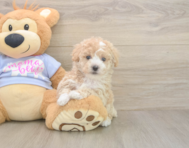 7 week old Poochon Puppy For Sale - Simply Southern Pups 7 week old Poochon Puppy For Sale - Simply Southern Pups