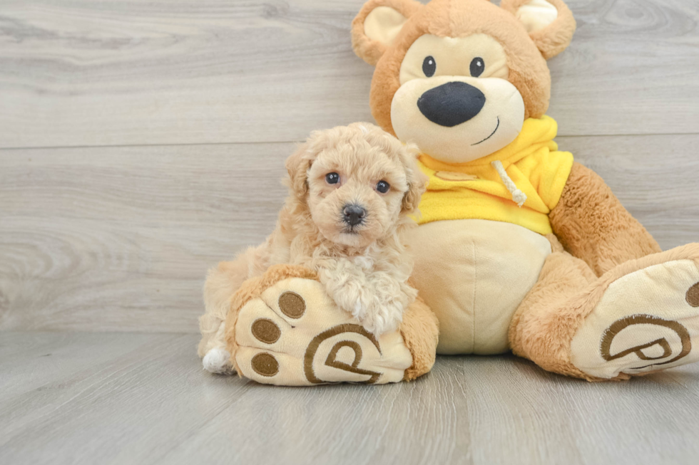 Little Bichpoo Poodle Mix Puppy