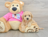 6 week old Poochon Puppy For Sale - Simply Southern Pups