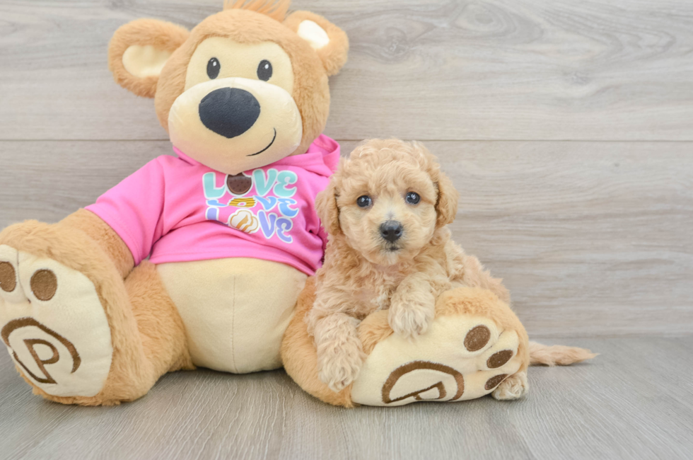 5 week old Poochon Puppy For Sale - Simply Southern Pups
