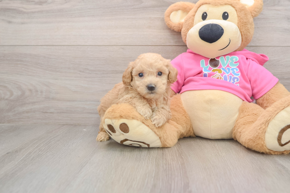 Poochon Pup Being Cute