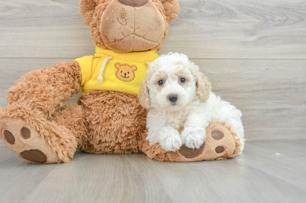 7 week old Poochon Puppy For Sale - Simply Southern Pups