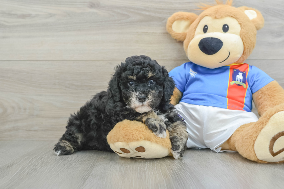 Funny Poochon Poodle Mix Pup