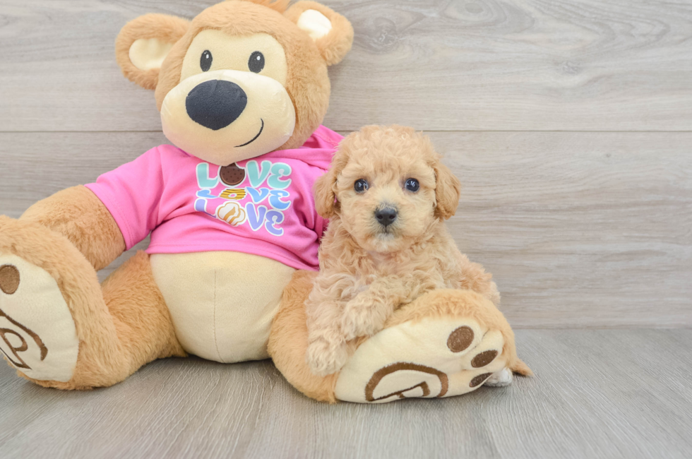 5 week old Poochon Puppy For Sale - Simply Southern Pups