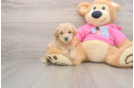 Poochon Pup Being Cute