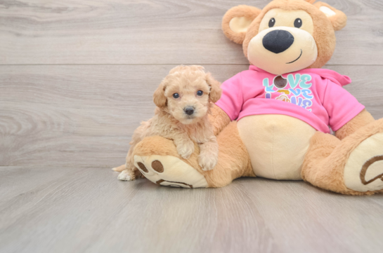 Poochon Pup Being Cute