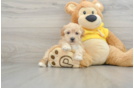 Popular Poochon Poodle Mix Pup