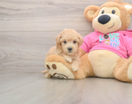 6 week old Poochon Puppy For Sale - Simply Southern Pups