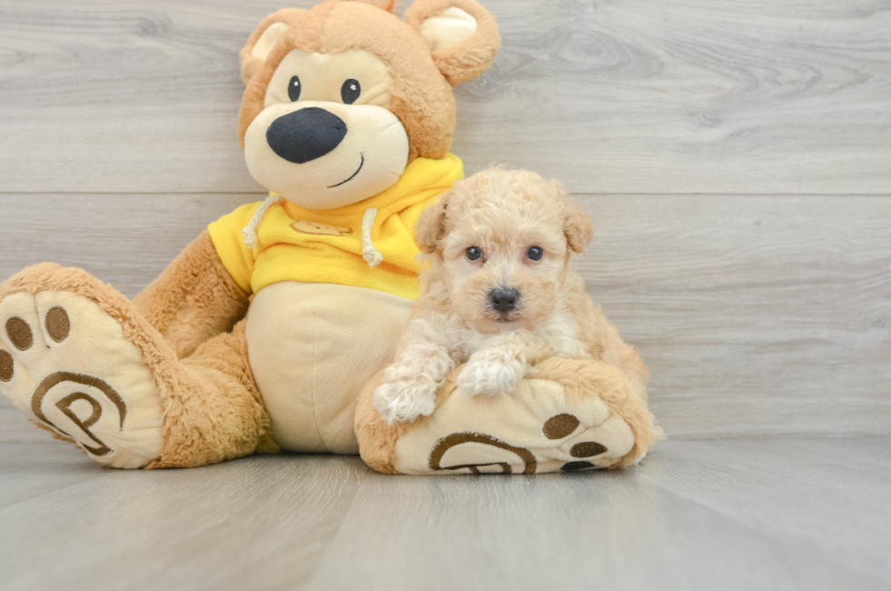 5 week old Poochon Puppy For Sale - Simply Southern Pups