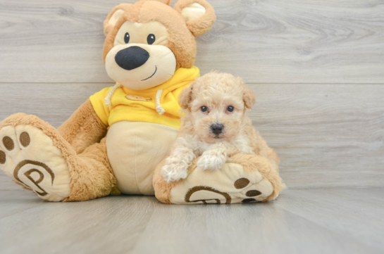 Popular Poochon Poodle Mix Pup