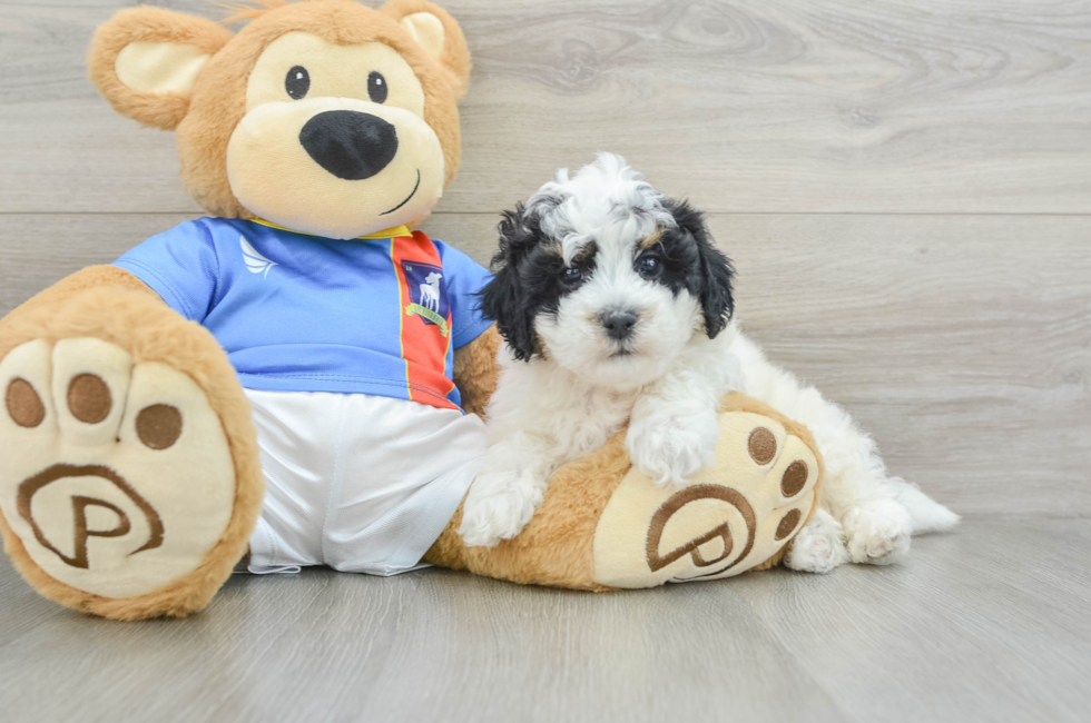 5 week old Poochon Puppy For Sale - Simply Southern Pups