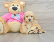 7 week old Poochon Puppy For Sale - Simply Southern Pups