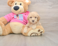 6 week old Poochon Puppy For Sale - Simply Southern Pups