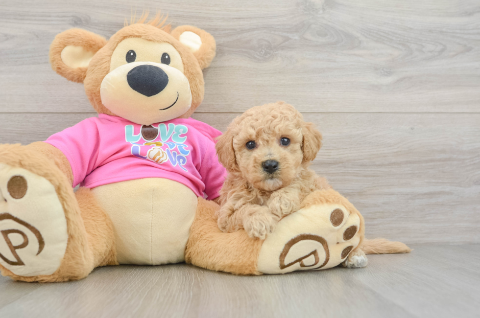 5 week old Poochon Puppy For Sale - Simply Southern Pups