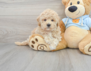 9 week old Poochon Puppy For Sale - Simply Southern Pups