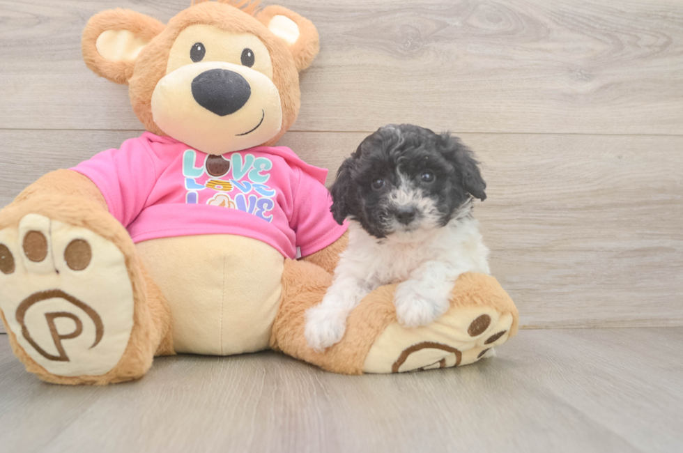 5 week old Poochon Puppy For Sale - Simply Southern Pups