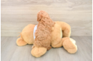 Poochon Puppy for Adoption