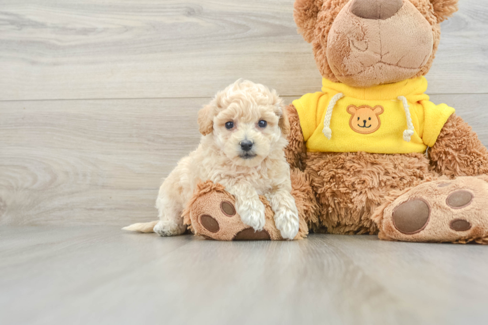 Funny Poochon Poodle Mix Pup