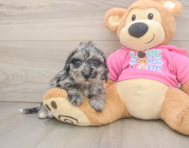 7 week old Poochon Puppy For Sale - Simply Southern Pups