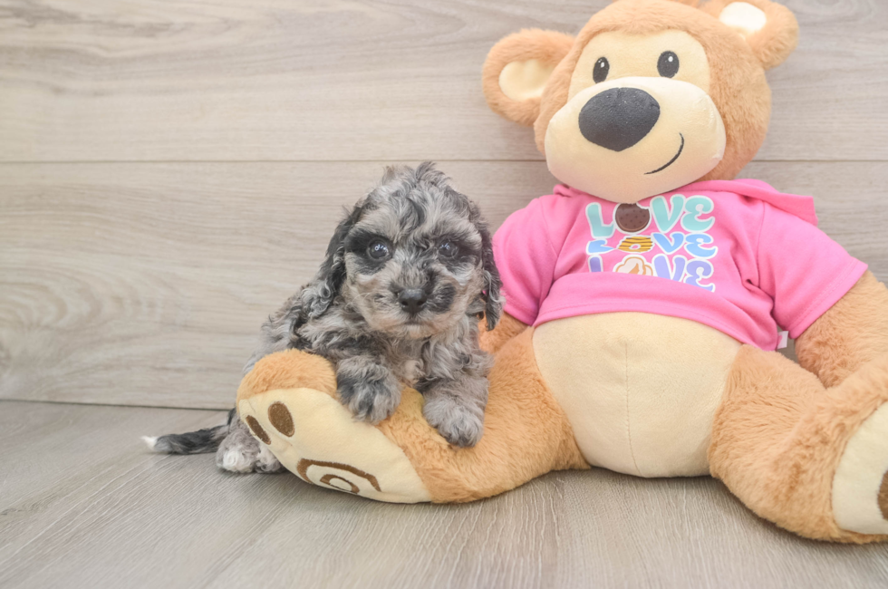 5 week old Poochon Puppy For Sale - Simply Southern Pups