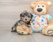 6 week old Poochon Puppy For Sale - Simply Southern Pups