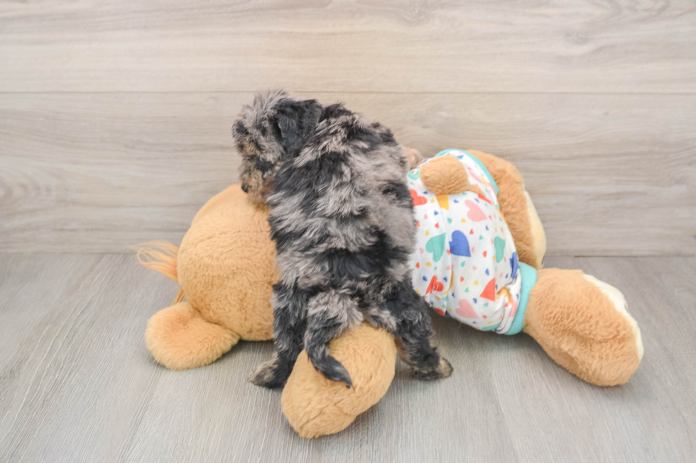 Poochon Puppy for Adoption