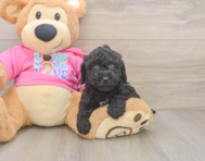 5 week old Poochon Puppy For Sale - Simply Southern Pups