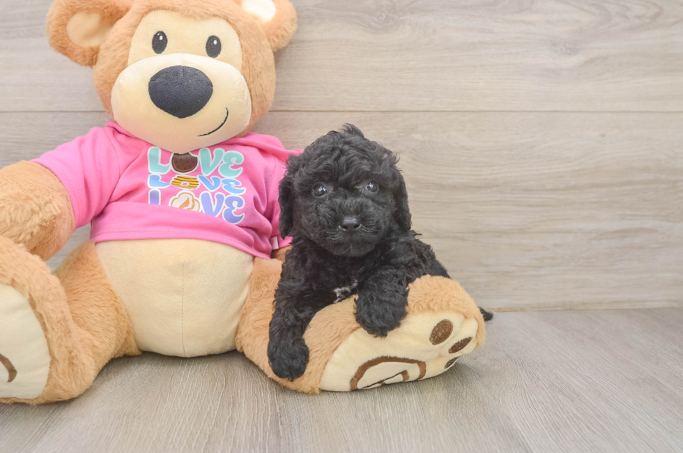 5 week old Poochon Puppy For Sale - Simply Southern Pups