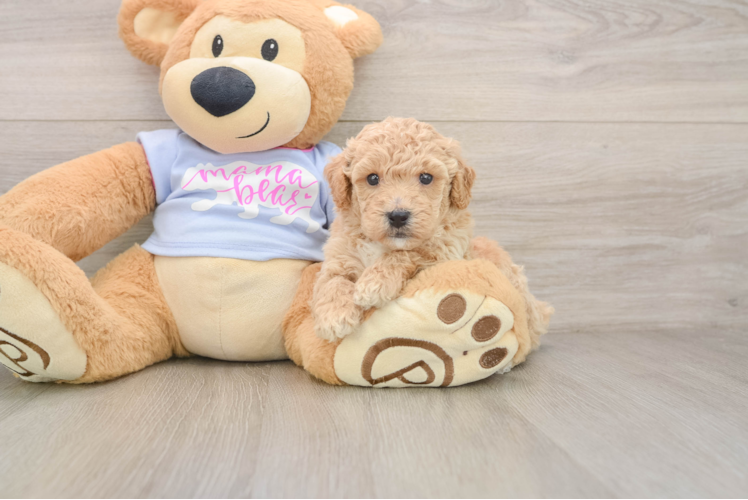Poochon Puppy for Adoption