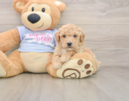 6 week old Poochon Puppy For Sale - Simply Southern Pups