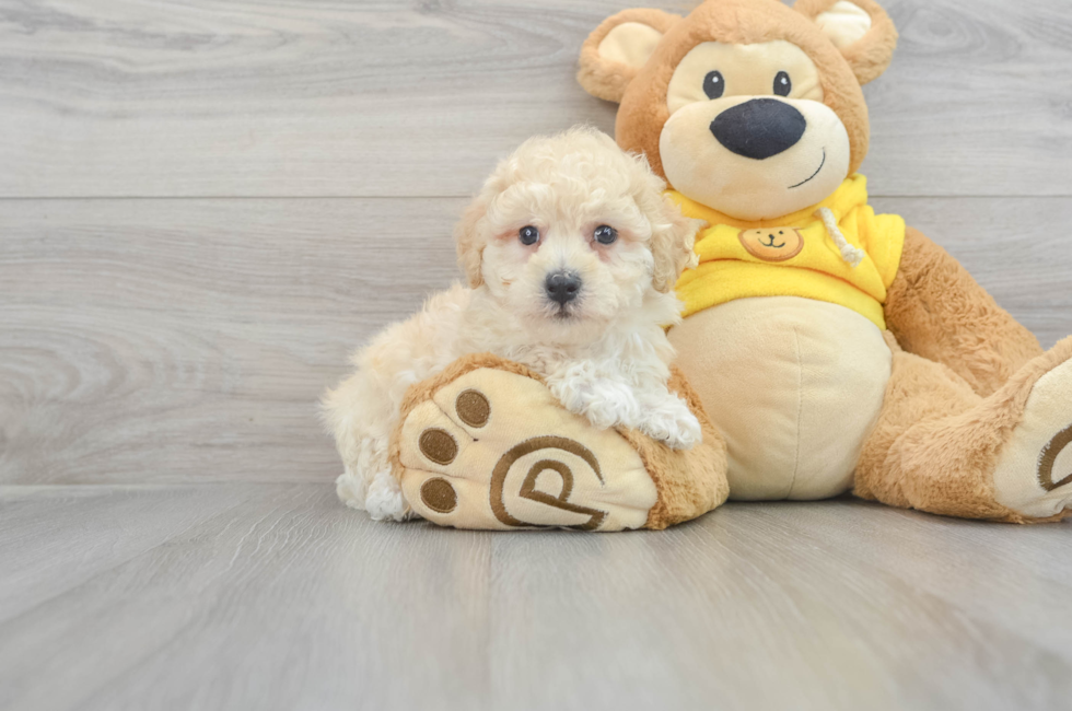 9 week old Poochon Puppy For Sale - Simply Southern Pups