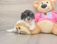 6 week old Poochon Puppy For Sale - Simply Southern Pups
