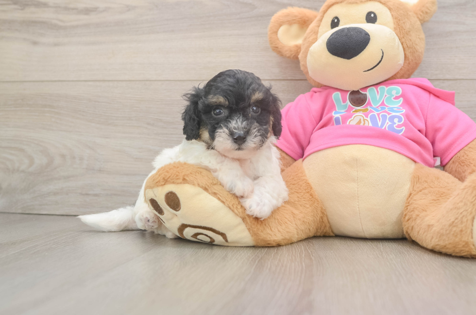 5 week old Poochon Puppy For Sale - Simply Southern Pups