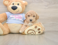 6 week old Poochon Puppy For Sale - Simply Southern Pups
