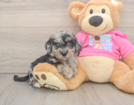 7 week old Poochon Puppy For Sale - Simply Southern Pups