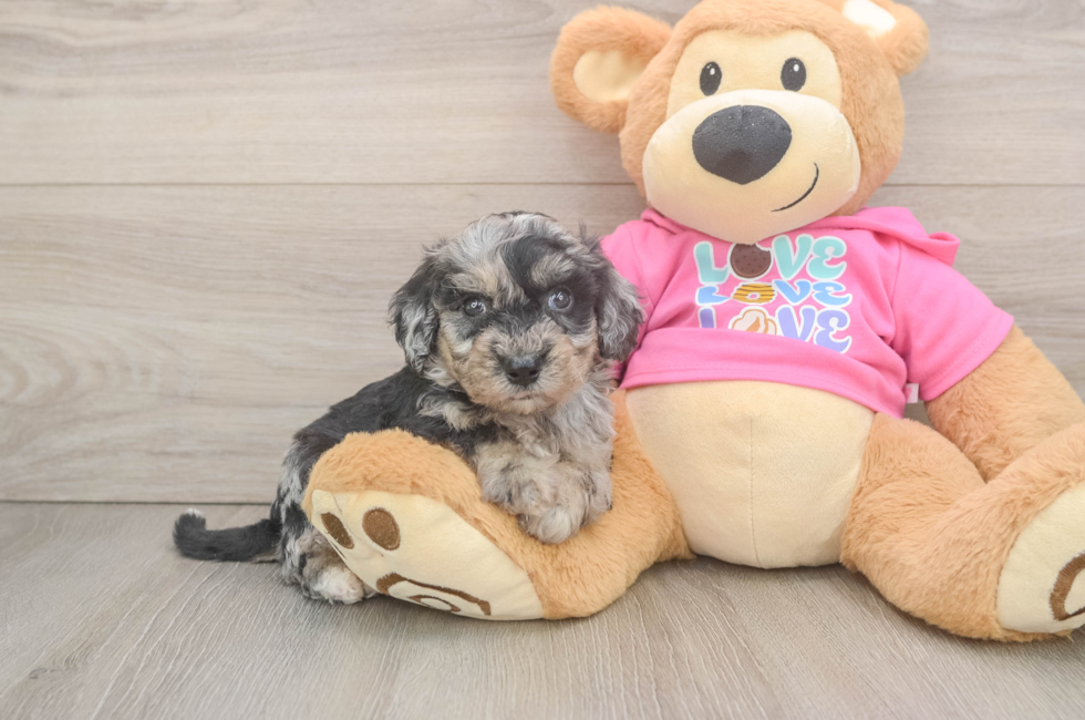 5 week old Poochon Puppy For Sale - Simply Southern Pups