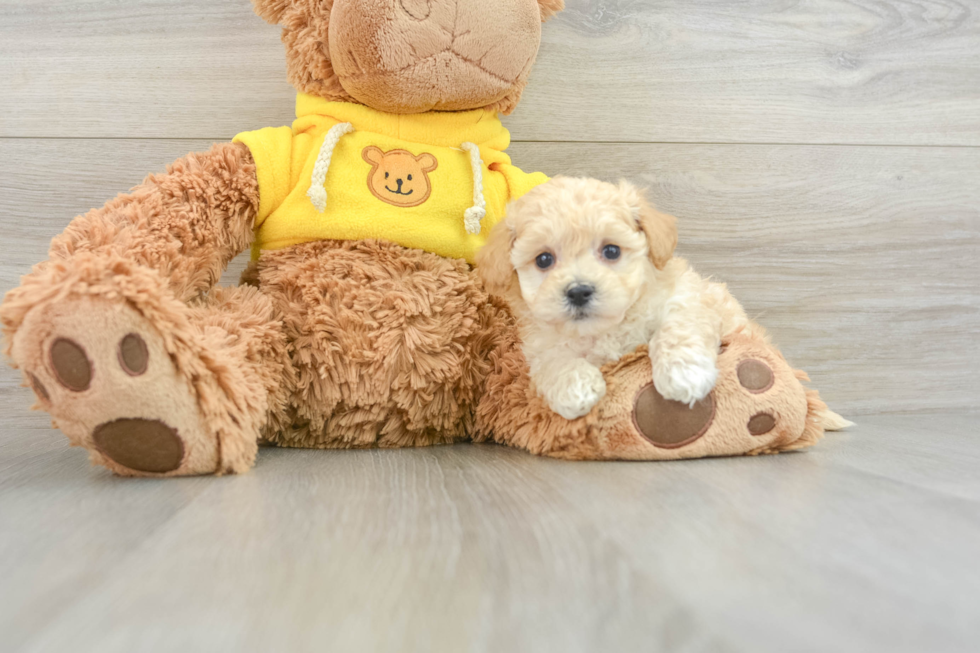 Poochon Puppy for Adoption