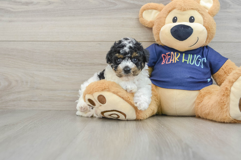 6 week old Poochon Puppy For Sale - Simply Southern Pups