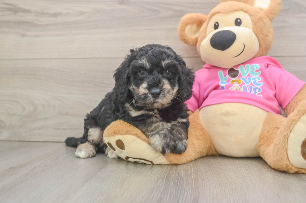 6 week old Poochon Puppy For Sale - Simply Southern Pups