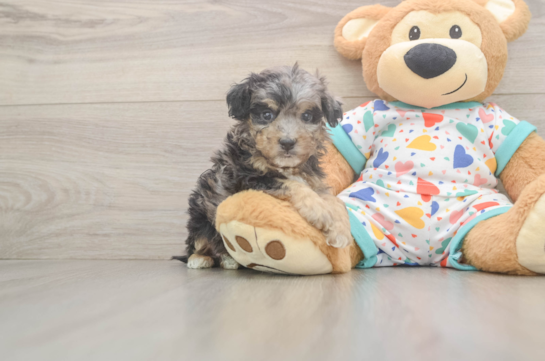 Fluffy Poochon Poodle Mix Pup
