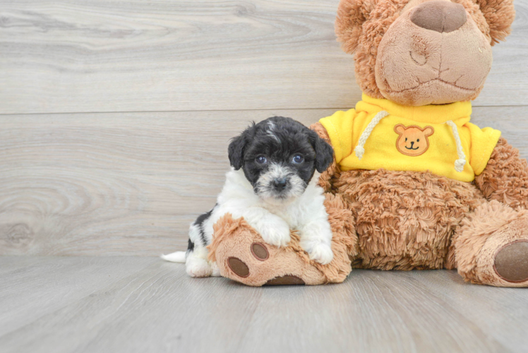Hypoallergenic Bichpoo Poodle Mix Puppy