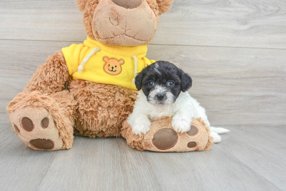 Poochon Pup Being Cute