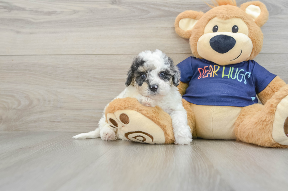 6 week old Poochon Puppy For Sale - Simply Southern Pups