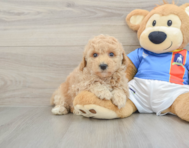 7 week old Poochon Puppy For Sale - Simply Southern Pups