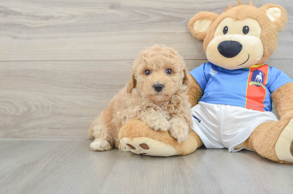 6 week old Poochon Puppy For Sale - Simply Southern Pups