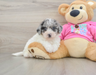 7 week old Poochon Puppy For Sale - Simply Southern Pups