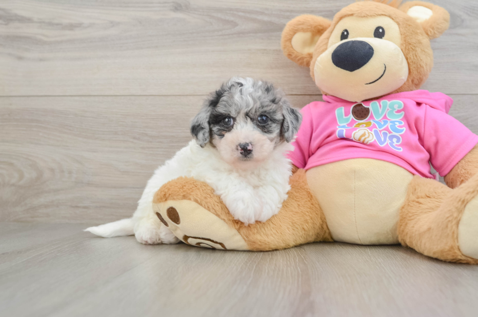 5 week old Poochon Puppy For Sale - Simply Southern Pups