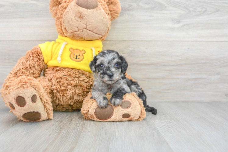 Poochon Puppy for Adoption