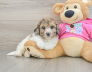 7 week old Poochon Puppy For Sale - Simply Southern Pups